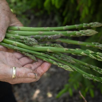 person holding green plant during daytime